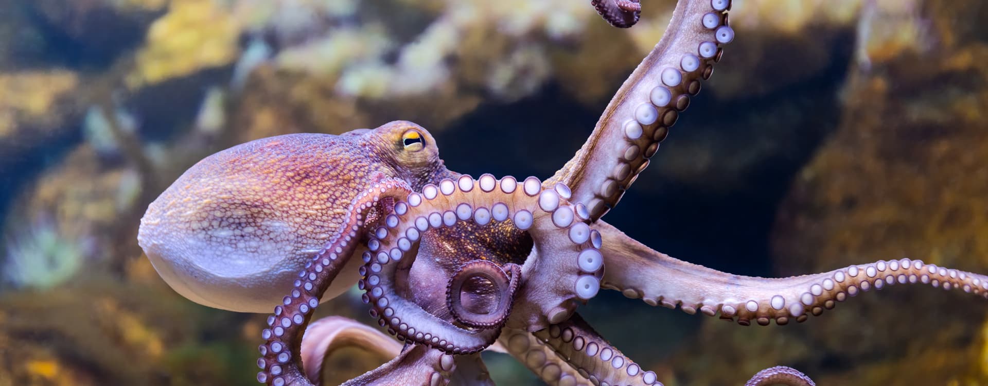 Major victory – world’s first octopus factory farm stopped 