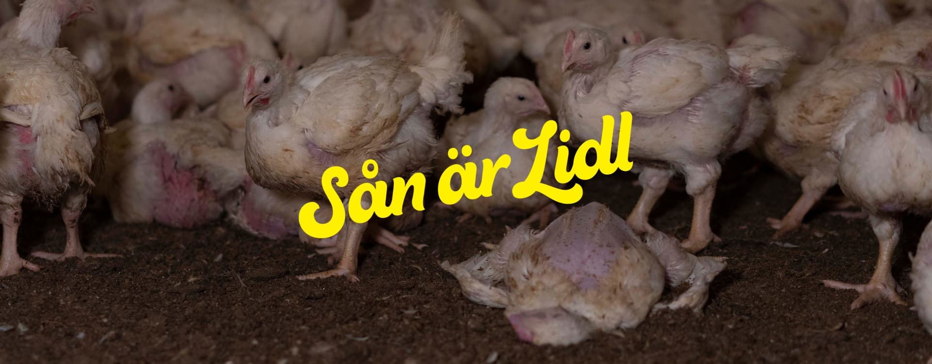 Lidl fortsätter att brista i ansvarstagande för kycklingarna