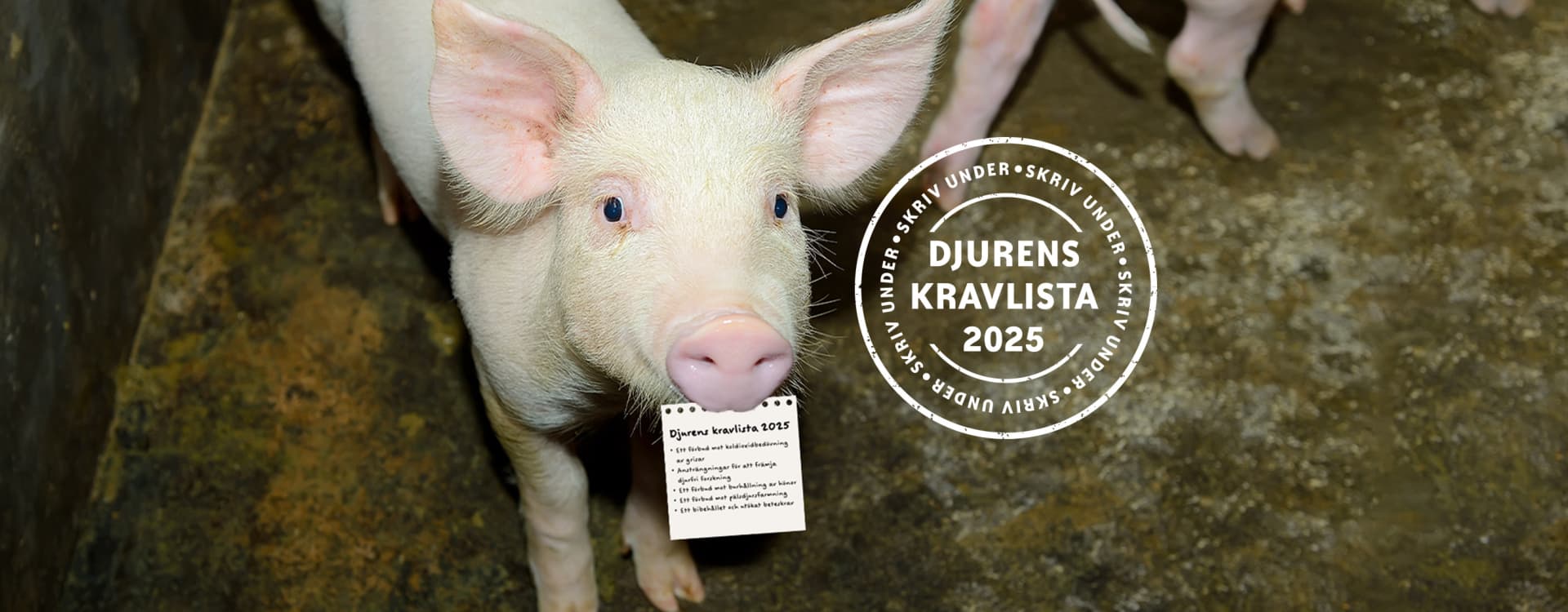 En gris med en lapp i munnen, bredvid en logotyp för "Djurens kravlista 2025".