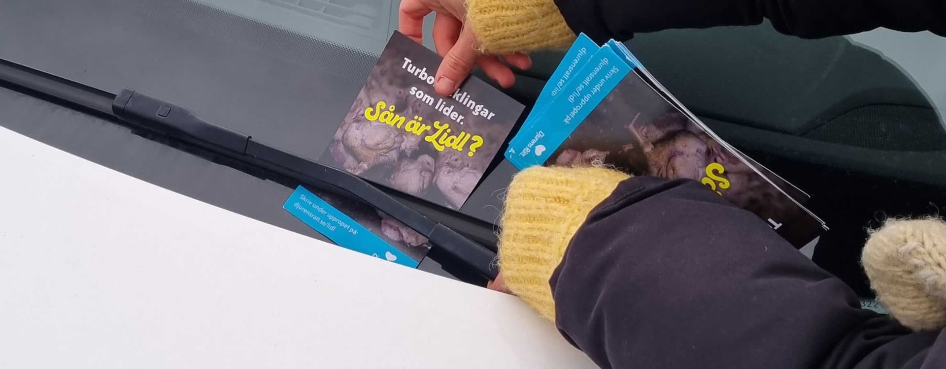 Bli kampanjvolontär för Djurens Rätt!