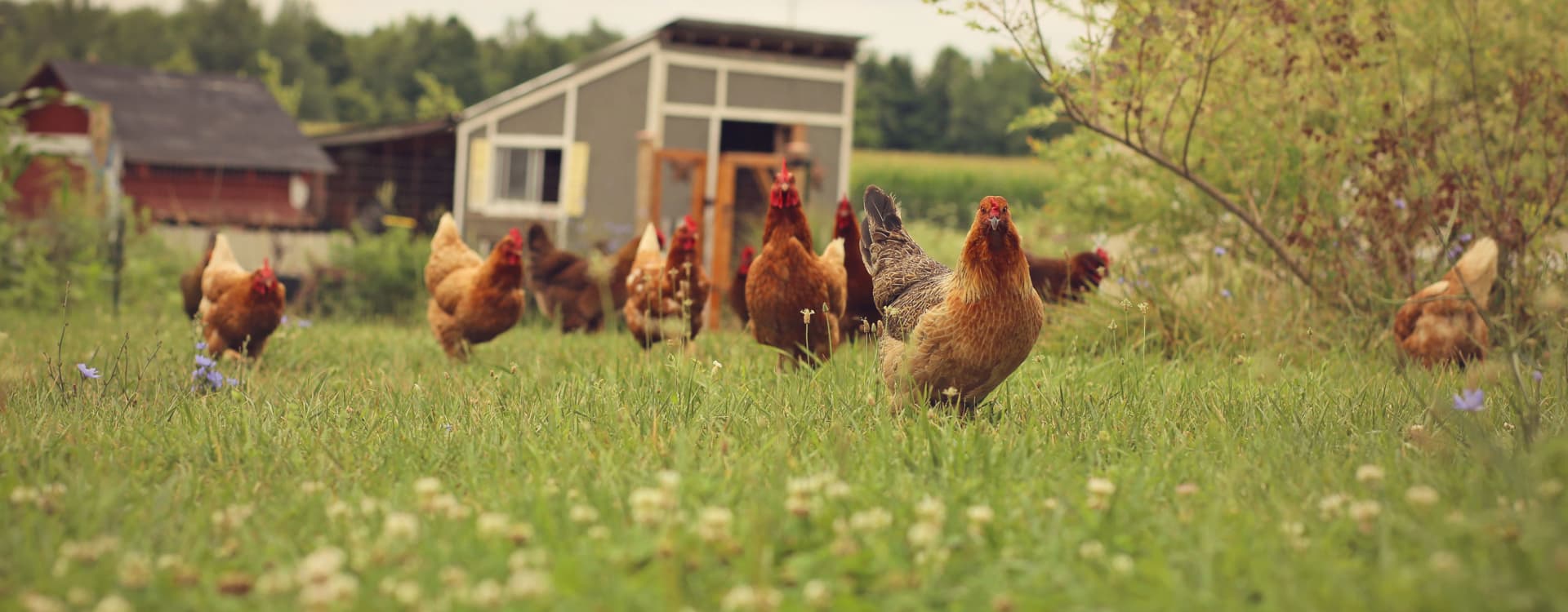 Progress: over 50 000 fewer caged hens in one year