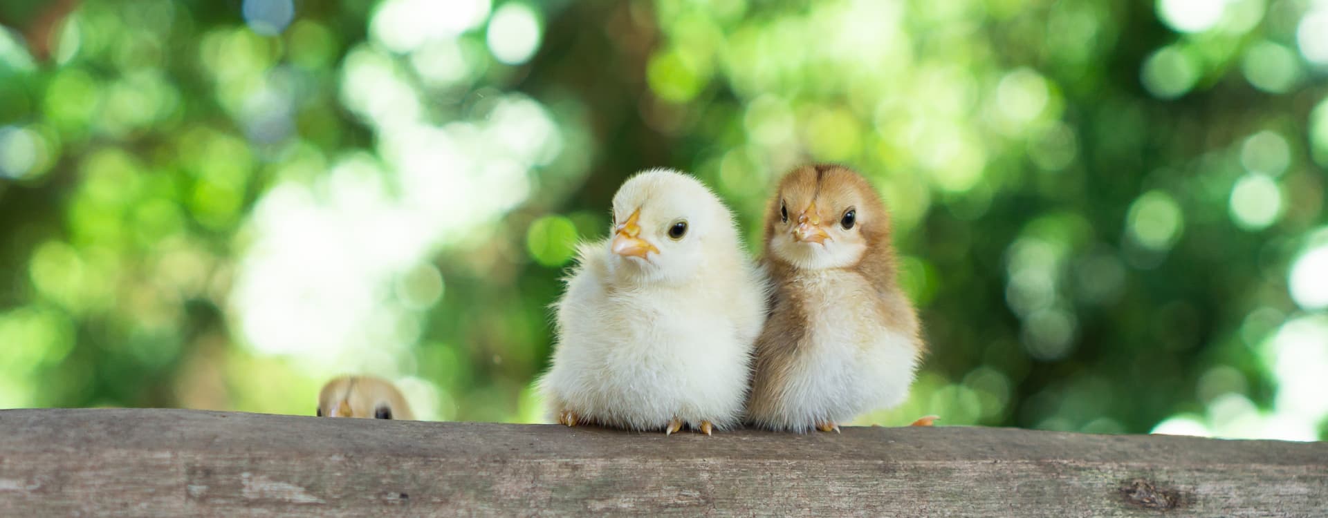 Norway phases out Frankenchickens – EU must follow suit
