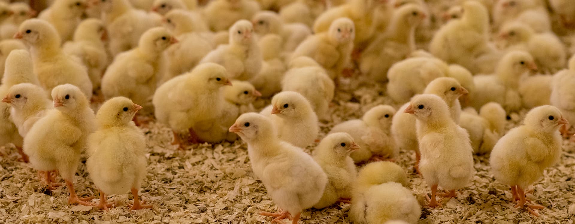 New report: The shift away from Frankenchickens