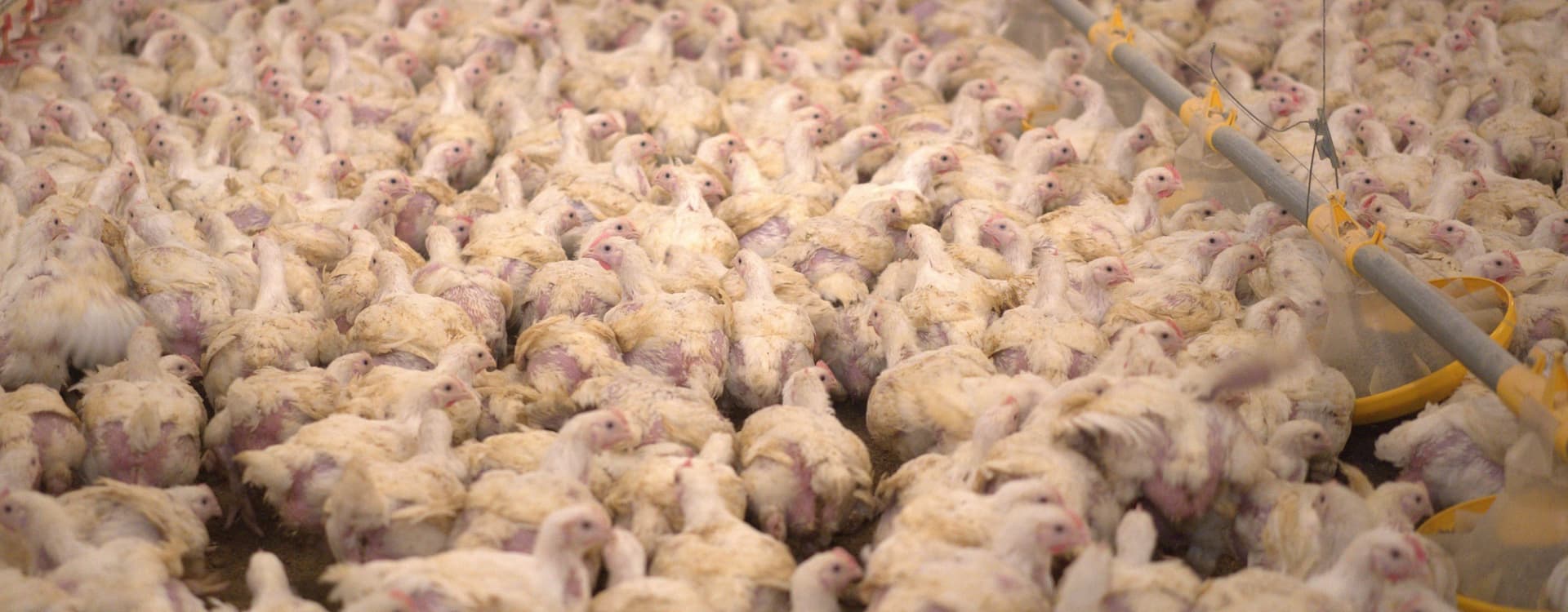 Miljontals svenska kycklingar sprider campylobacter till konsumenter