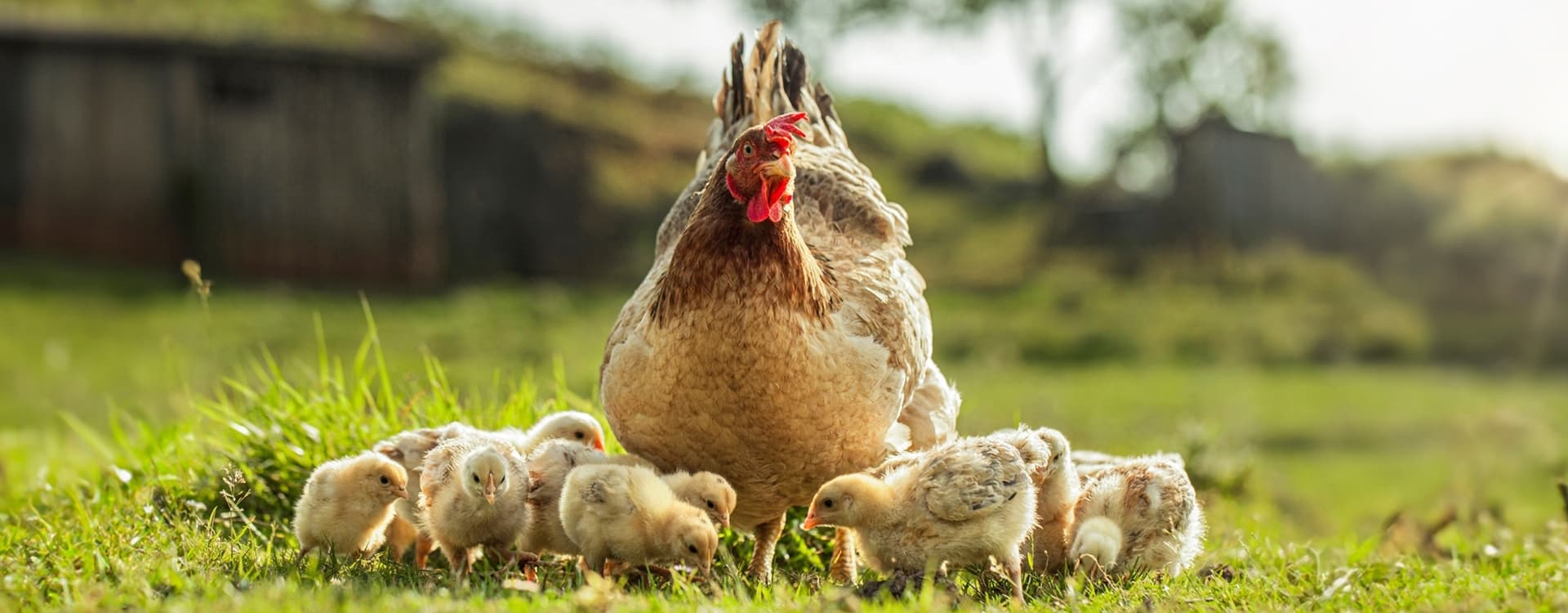 EU-citizens wants stronger animal welfare legislation 