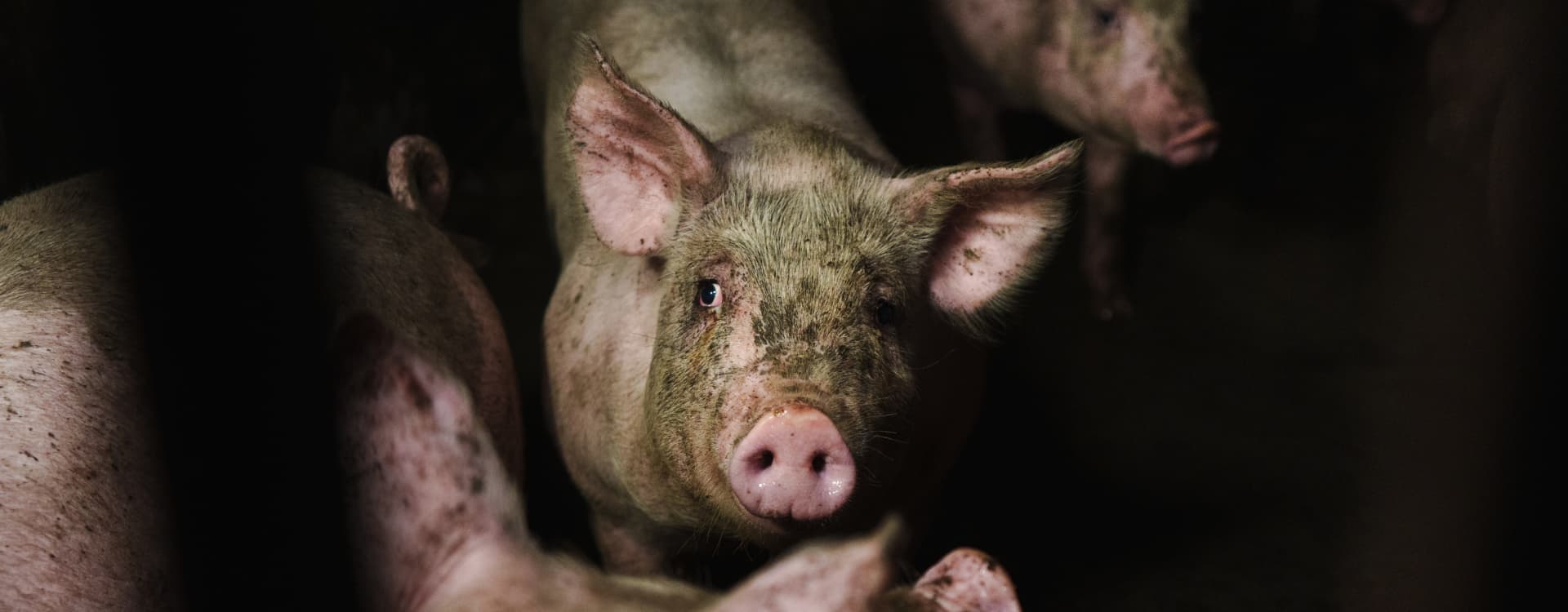 Shocking footage reveals animal cruelty inside Swedish pig factories