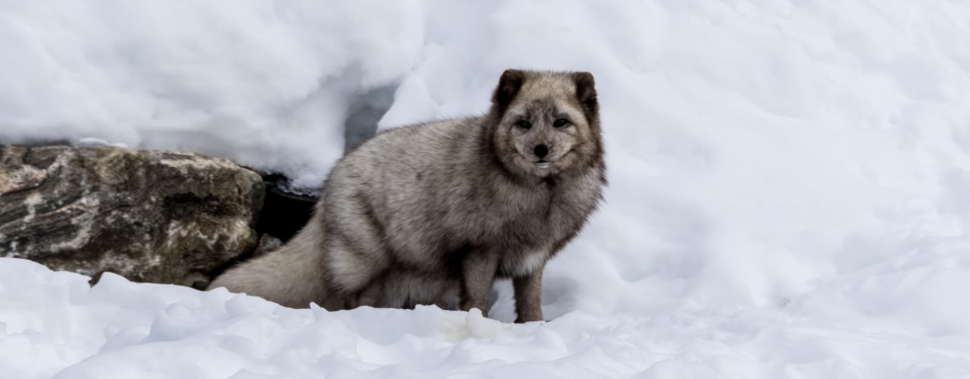 A good week for a Fur Free Europe  