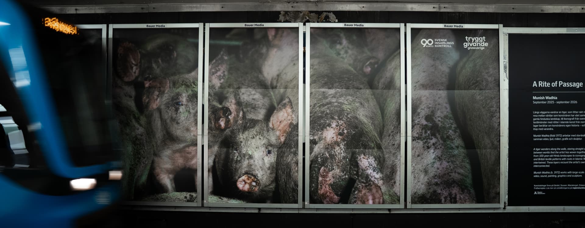 What happened with the images from Swedish pig factories?