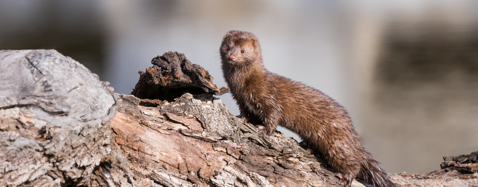 Overwhelming support for a Swedish ban on fur farming