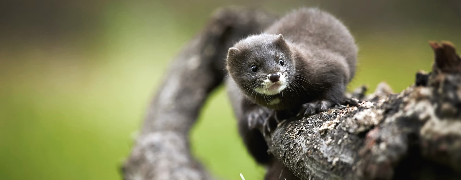 How did mink farms disappear from Sweden?