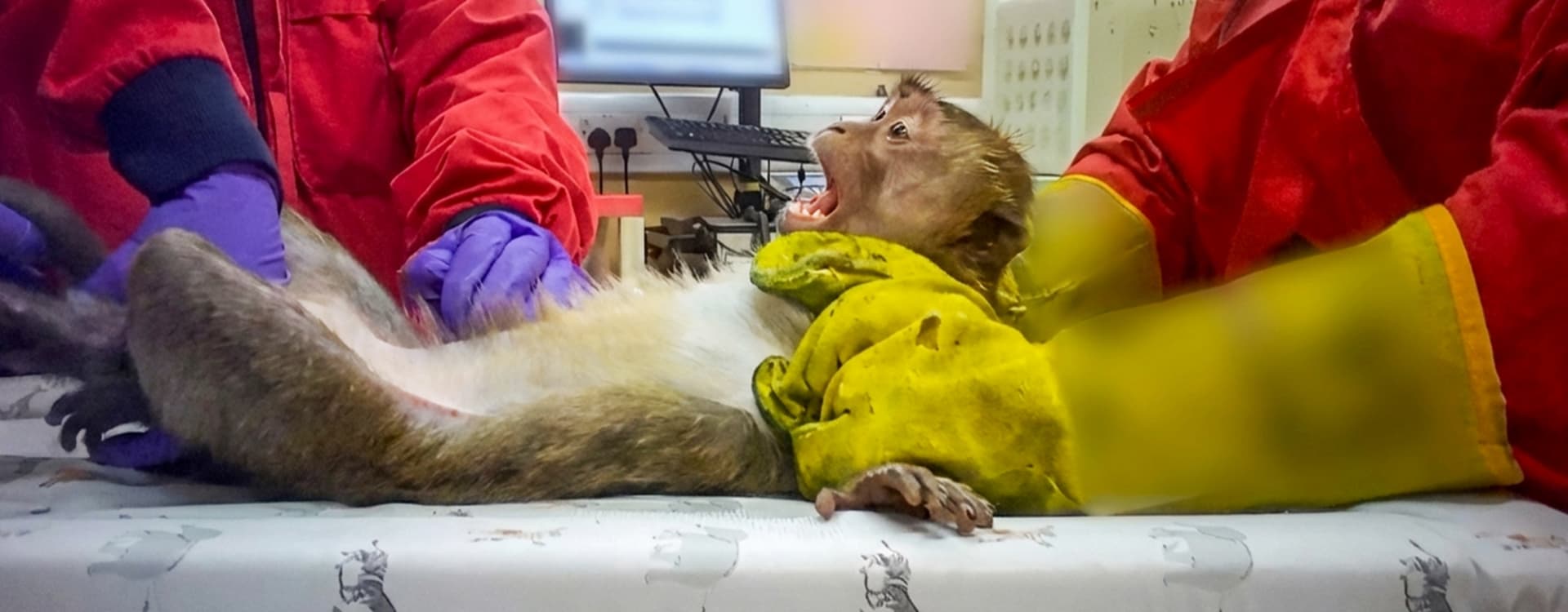 Reality of toxicity tests on animals exposed in new footage