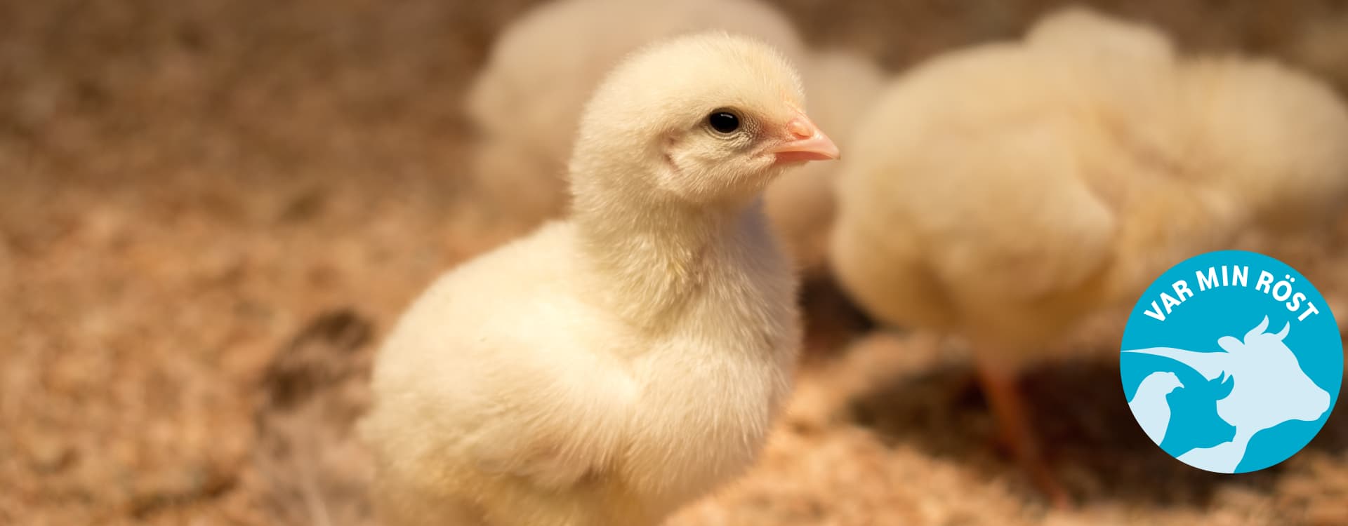 Danmark tillsätter djurskyddsminister