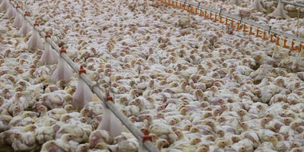 Fast-growing chickens in high density. It is hard to see individual animals.
