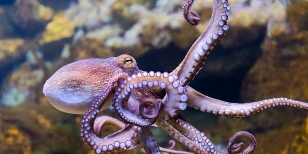 Major victory – world’s first octopus factory farm stopped