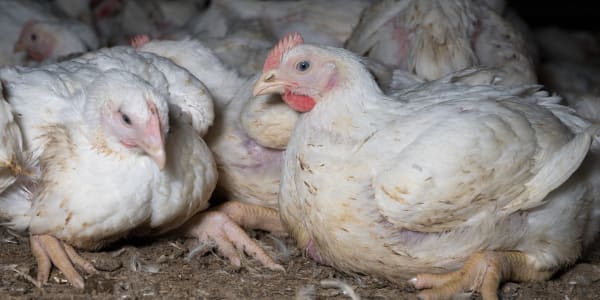 Chickens in Finnish factory farming