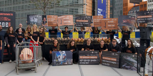 Project 1882 and 280 researchers, experts, and organizations call for a cage ban