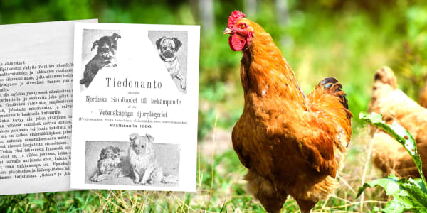 Olemme tulleet takaisin