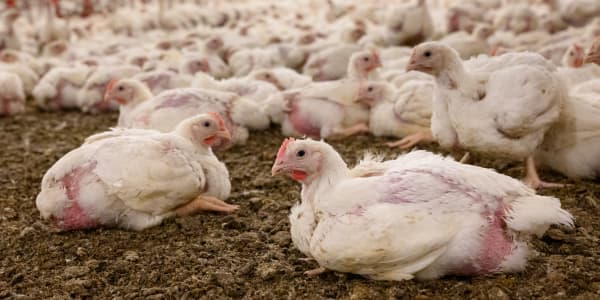 Chickens in Finnish factory farming