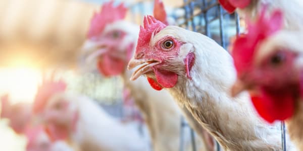Подвійні стандарти Unilever: чому компанія піклується про тварин у Європі та Північній Америці, але ігнорує решту світу?