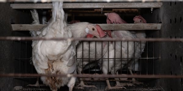A chicken in line of being grabbed by a human, looking back into the camera. It's dark and filthy.