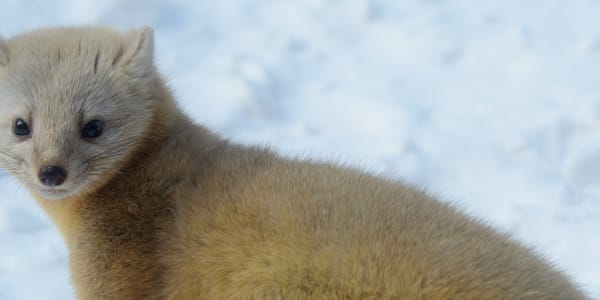A wild sable in a snowy landscape.