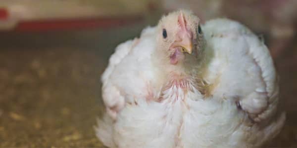 A Swedish Frankenchicken sits down in a factory farm.