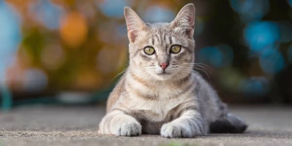 EU legislation on dogs and cats approved by the European Parliament