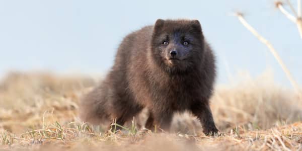 A wild arctic fox in a landscape with dry grass. The sky is blue.