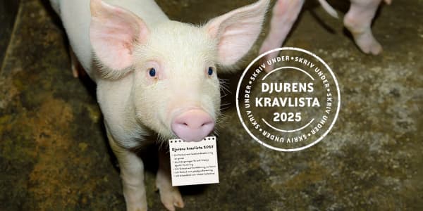 En gris med en lapp i munnen, bredvid en logotyp för "Djurens kravlista 2025".