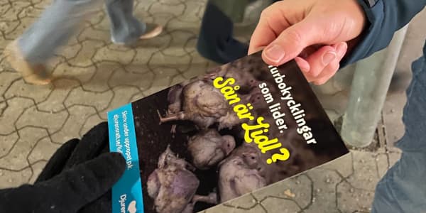 Formge Djurens Rätts material – bli designvolontär!