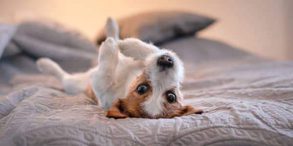 New EU initiative calls for stronger protection of stray dogs and cats