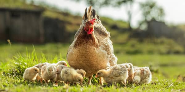 EU-citizens wants stronger animal welfare legislation
