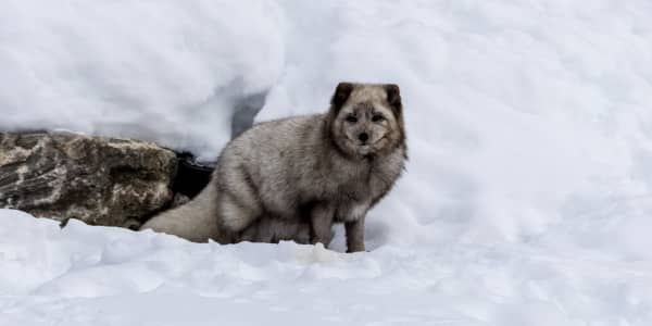A good week for a Fur Free Europe