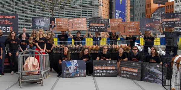 Project 1882 and 280 researchers, experts, and organizations call for a cage ban