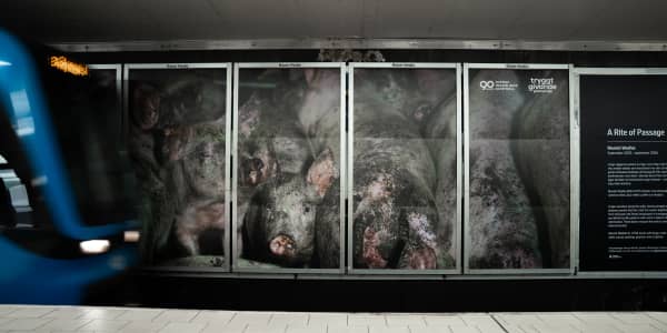 Bild på annons av grisar i tunnelbanan i Stockholm.