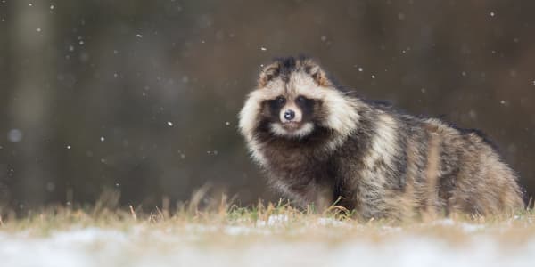 En vild mårdhund i vinterlandskap.