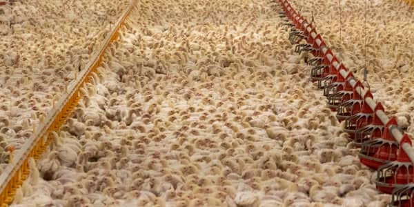 Avian flu hits record levels – Europe’s worst year yet