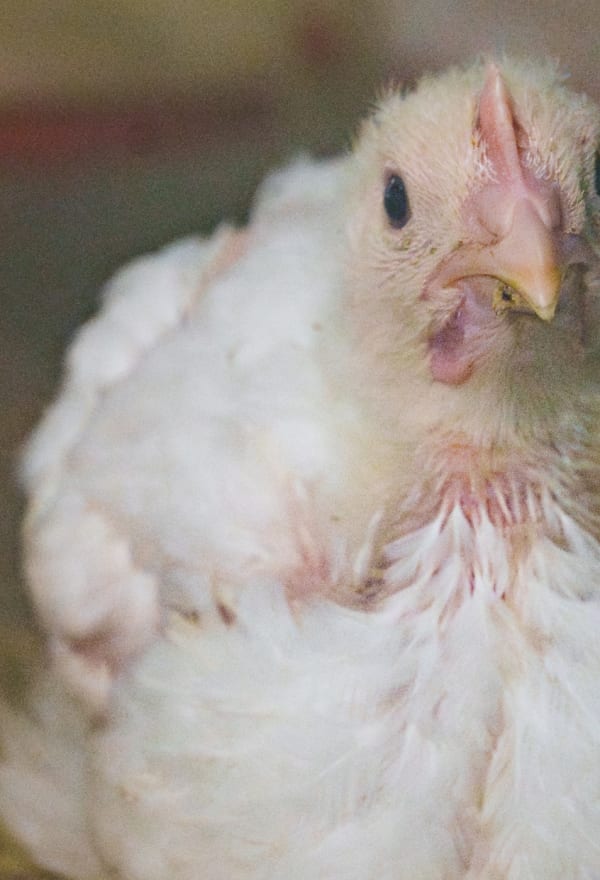 A Swedish Frankenchicken sits down in a factory farm.