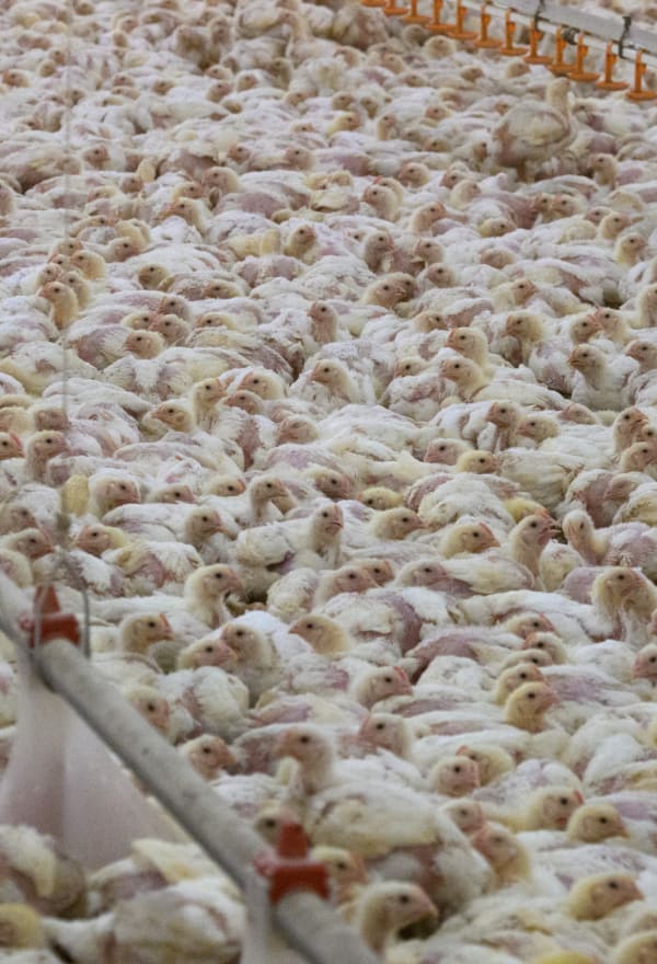 Fast-growing chickens in high density. It is hard to see individual animals.