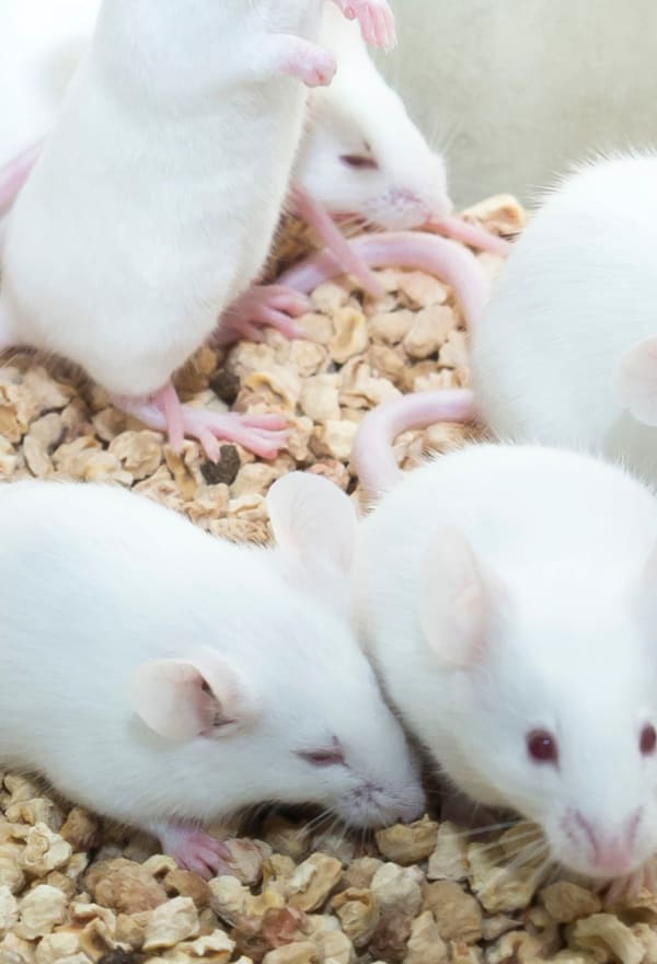 Important step towards ending animal tests for Botox 