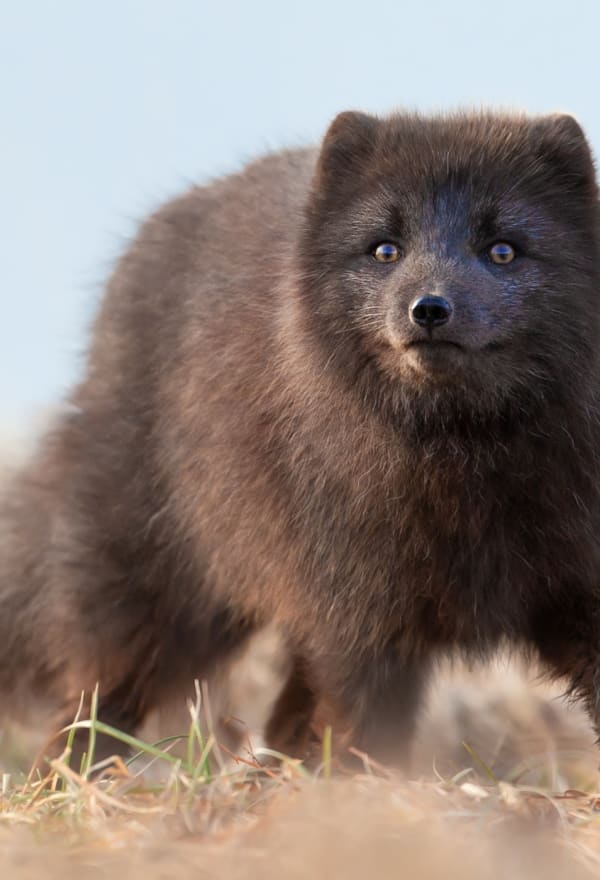 A wild arctic fox in a landscape with dry grass. The sky is blue.