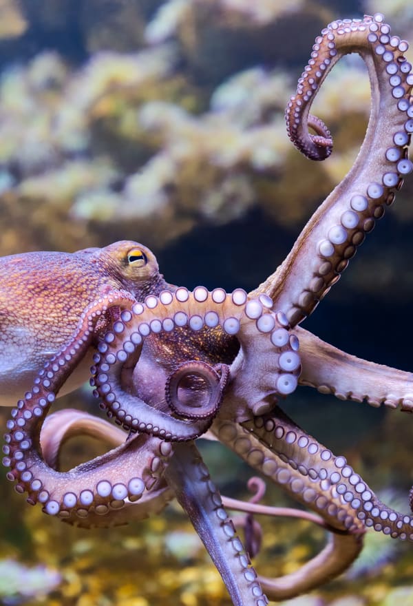 Major victory – world’s first octopus factory farm stopped 