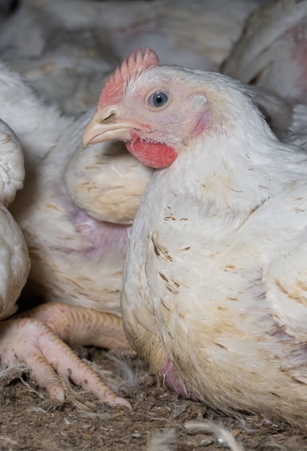 Chickens in Finnish factory farming