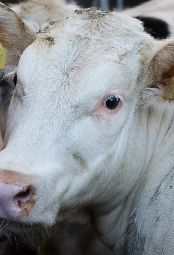 Sweden must intensify its work against cruel animal transport