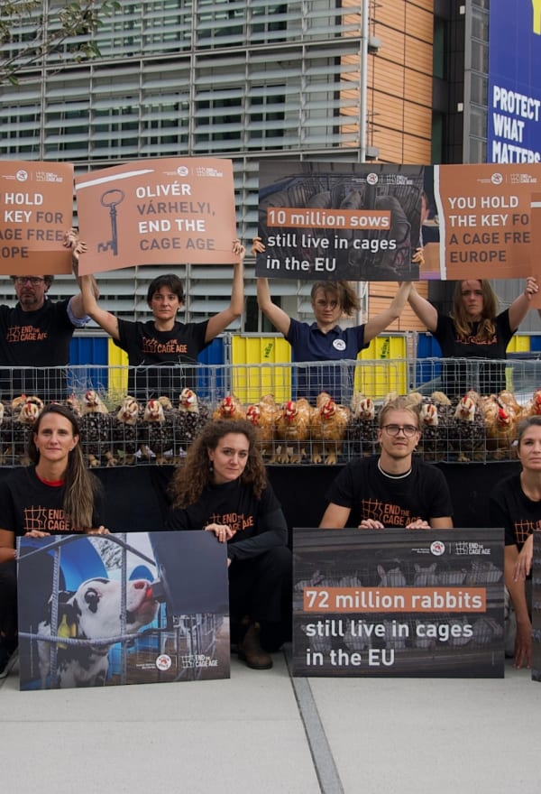 Project 1882 and 280 researchers, experts, and organizations call for a cage ban