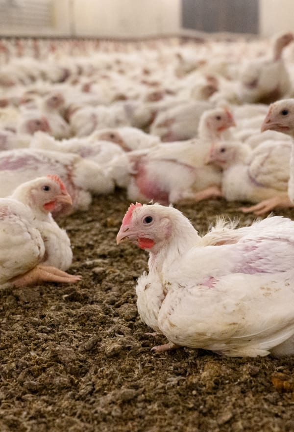Chickens in Finnish factory farming