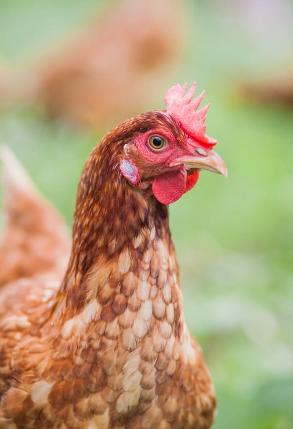 McDonald’s Ukraine announces cage-free commitment 