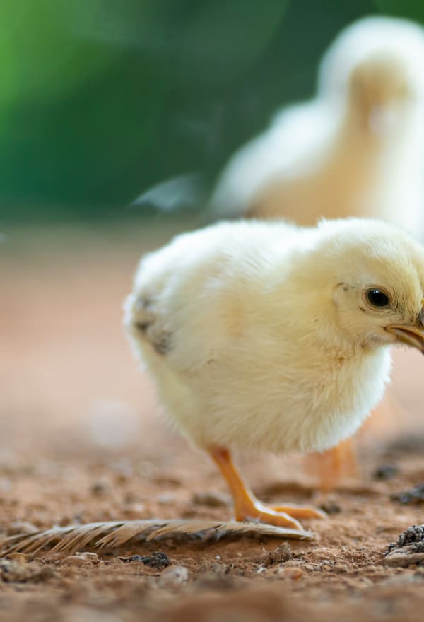 Two happy chickens outside.