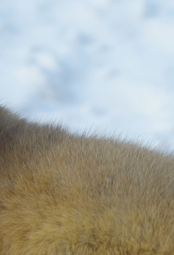 A wild sable in a snowy landscape.