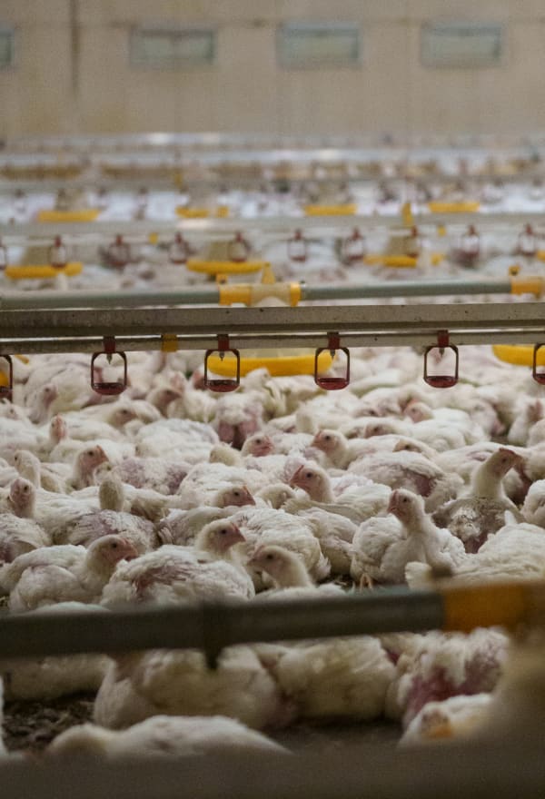 Danish Animal Welfare Minister wants to ban turbochickens